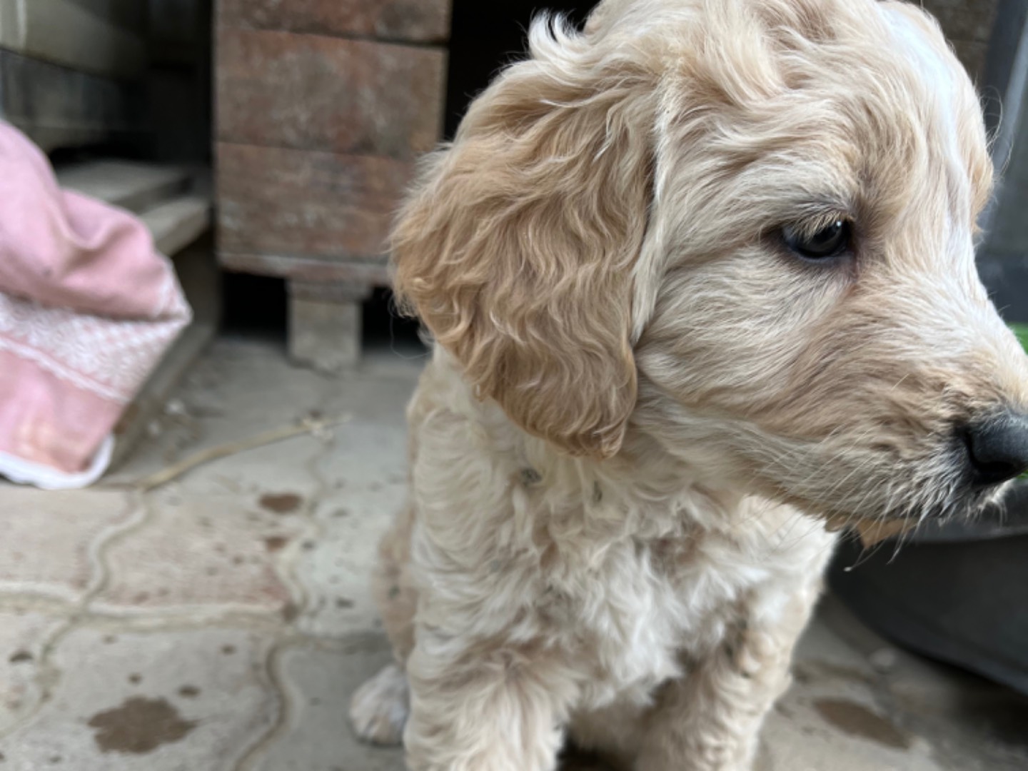 Adotta un cane, femmina, 2 anni, Chieti