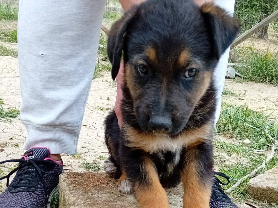 Adozione cane, maschio, Pastore tedesco Pastore tedesco, 1 anno e 9 mesi, taglia piccola, Taranto