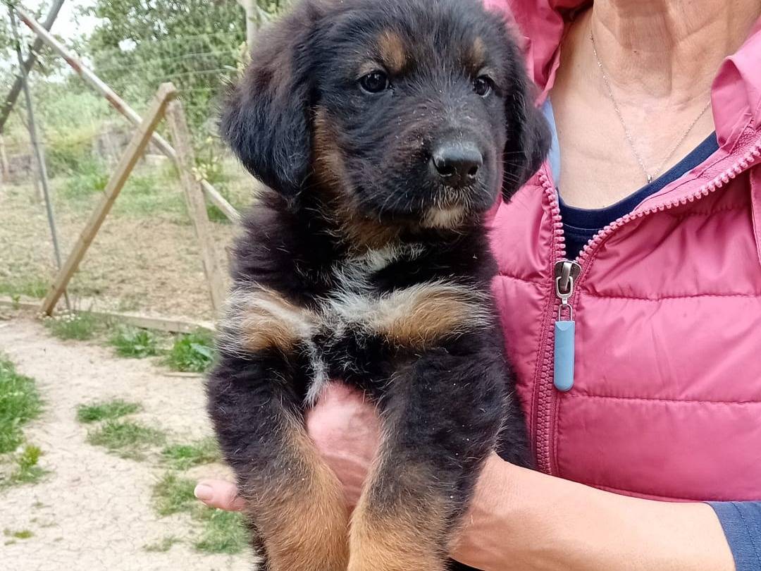 Adotta un cane, maschio, 1 anno e 9 mesi, Taranto