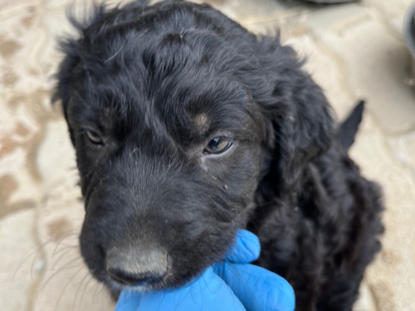 Adotta un cane, femmina, 2 anni e 2 mesi, Chieti