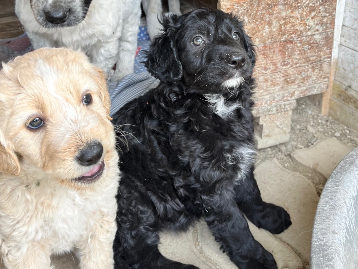 Adotta un cane, taglia grande, femmina, Chieti
