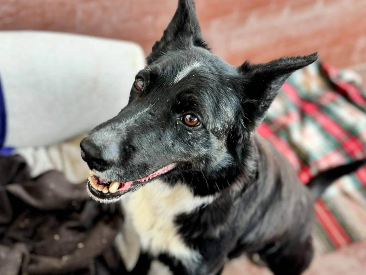 Vuoi adottare un cane a Milano?