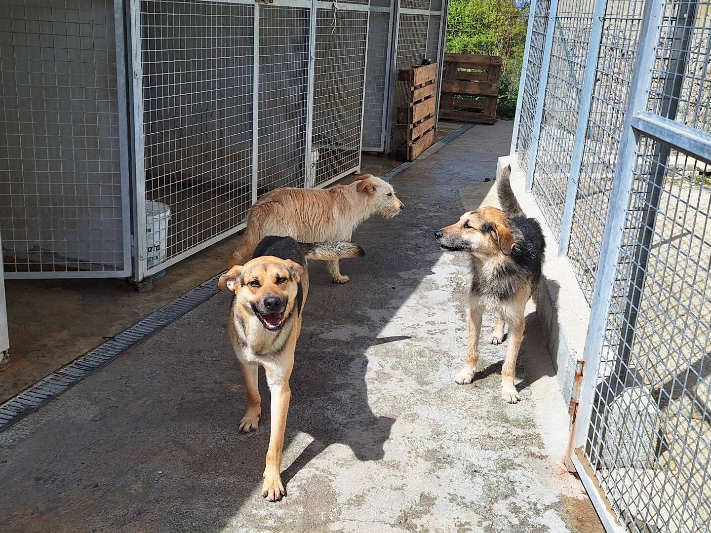 Adotta un cane, maschio, 2 anni  e 8 mesi , Potenza