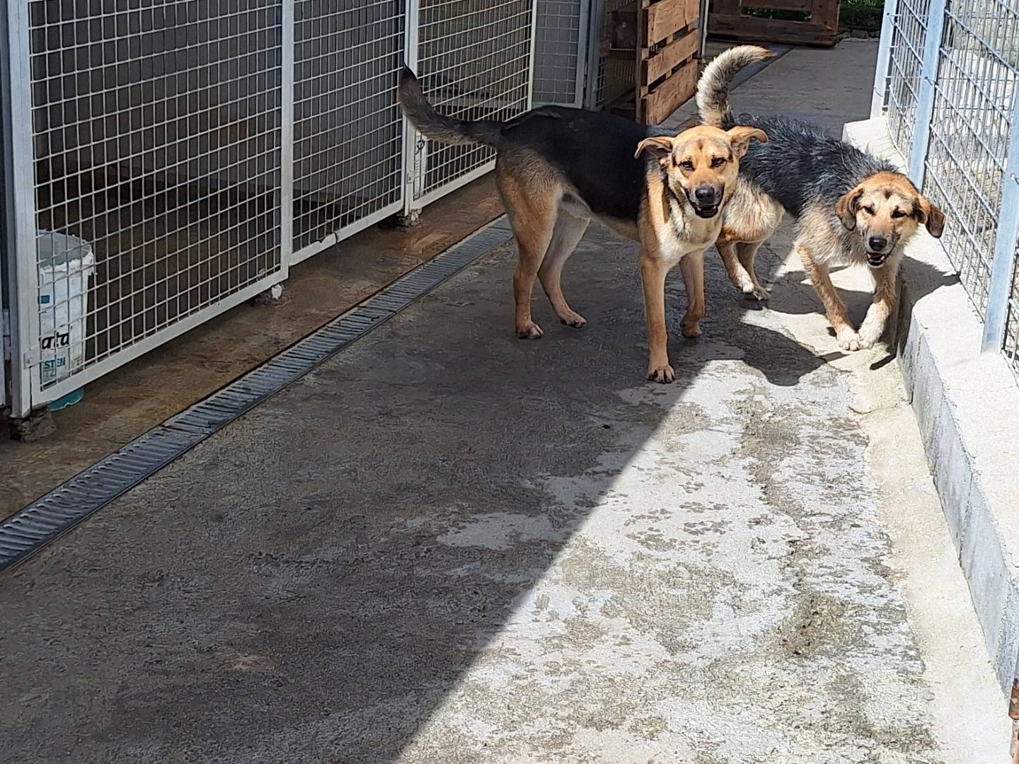 Adotta un cane, taglia media, maschio, Potenza
