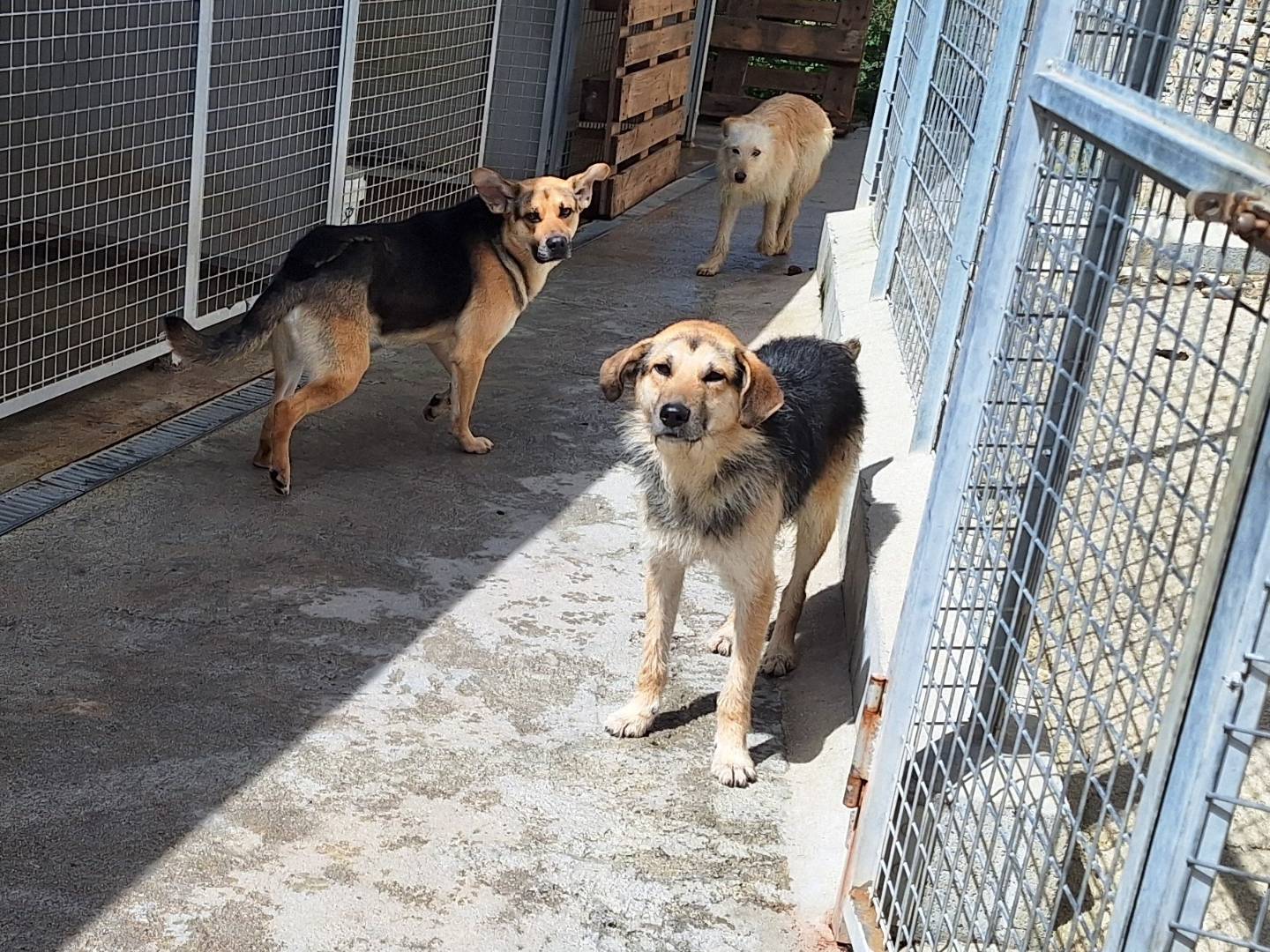 Vuoi adottare un cane a Potenza?