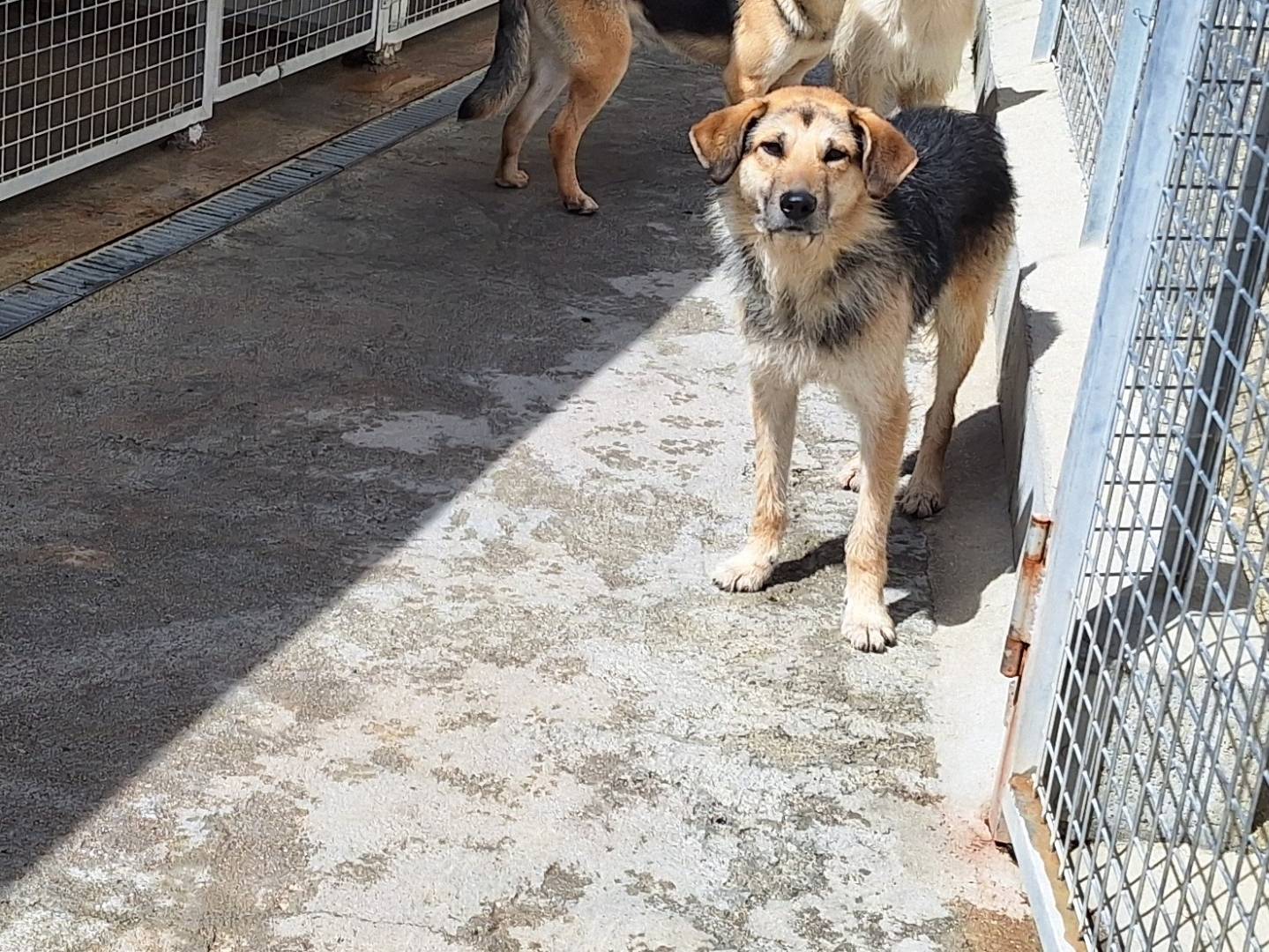 Foto dell'animale