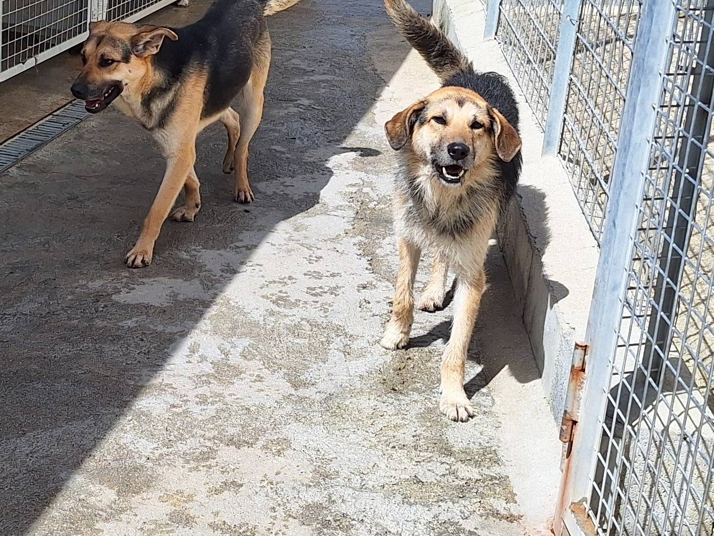 Adotta un cane, maschio, 2 anni  e 8 mesi , Potenza