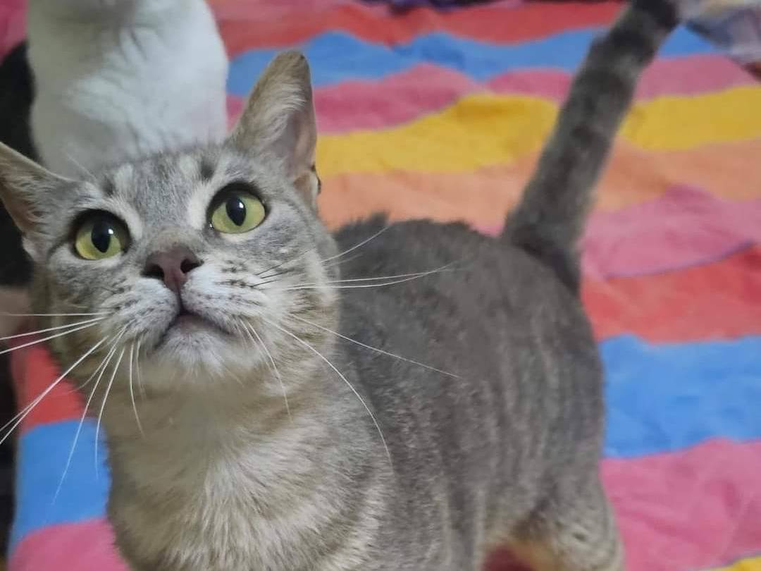 Adotta un gatto, femmina, 5 anni  e 10 mesi , Potenza