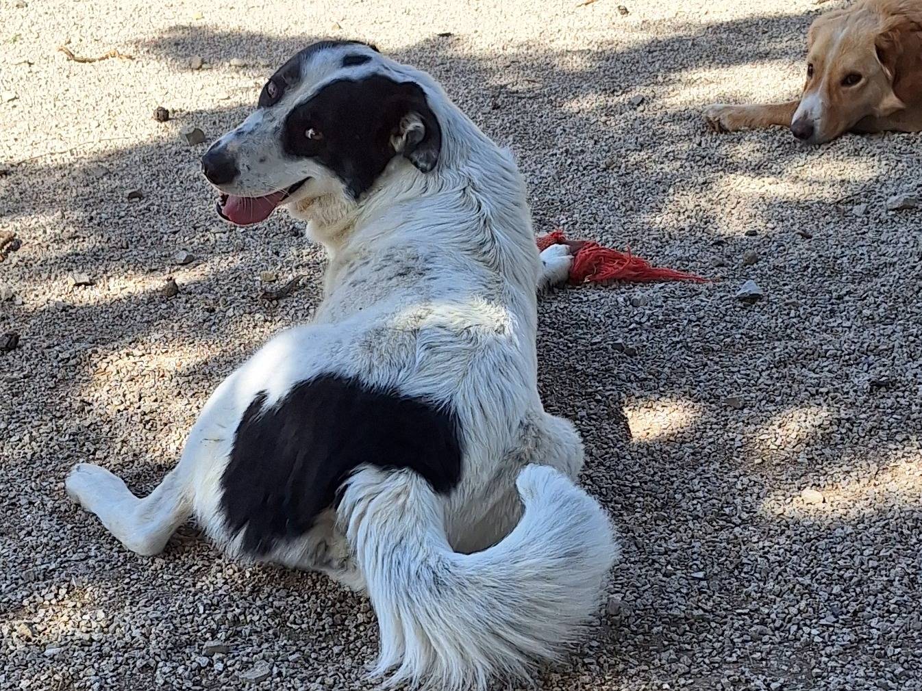 Foto dell'animale