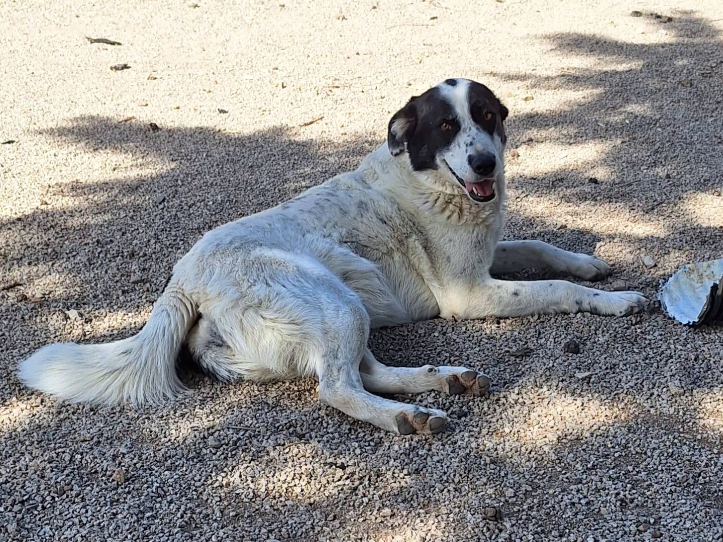 Adotta un cane, femmina, 4 anni  e 11 mesi , Potenza