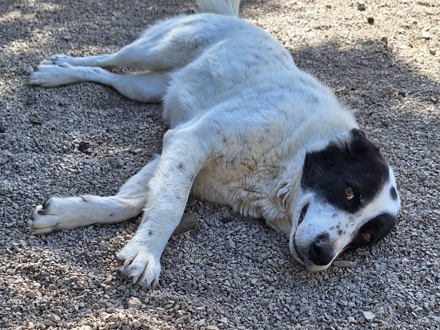 Adotta un cane, taglia grande, femmina, Potenza