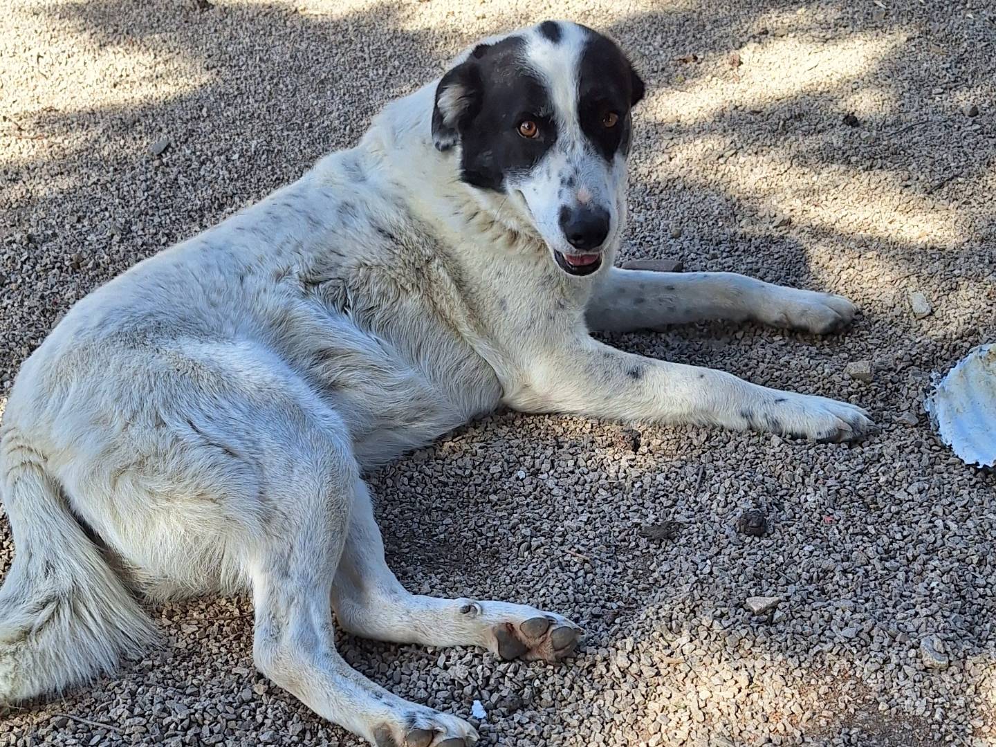 Vuoi adottare un cane a Potenza?