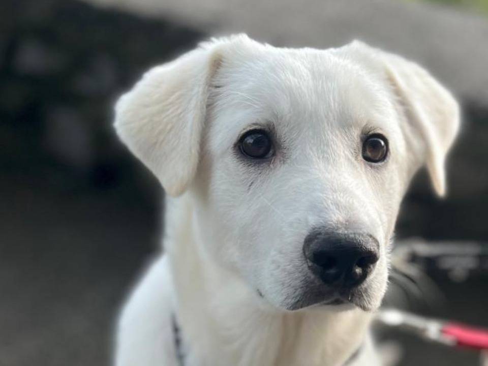 Adozione cane, maschio, Labrador Retriever, 2 anni, taglia media contenuta, Bergamo