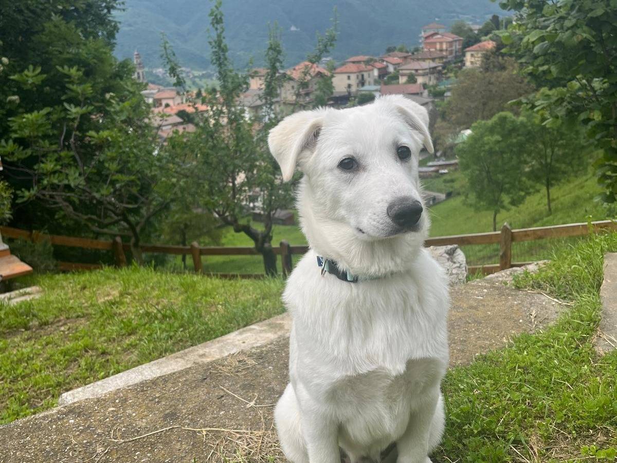 Adotta un cane, maschio, 2 anni, Bergamo