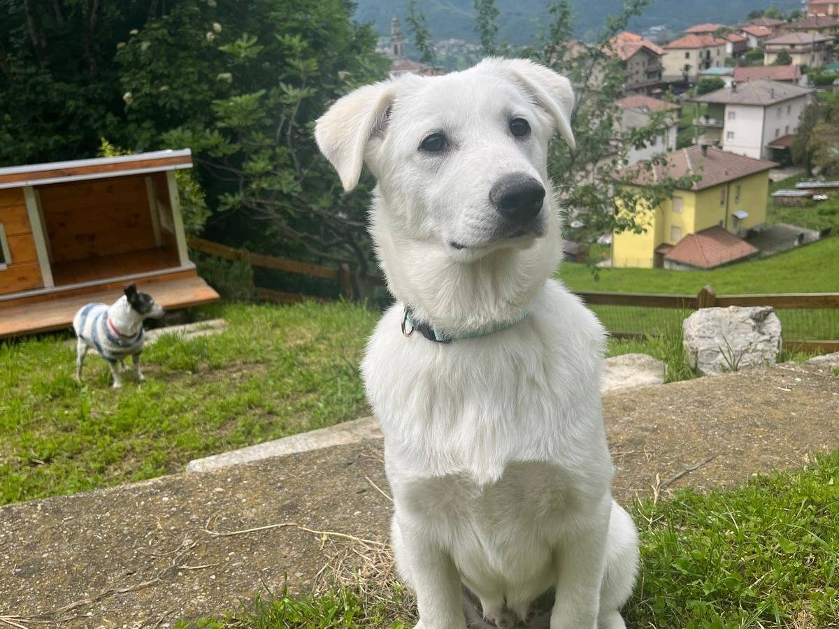 Adotta un cane, taglia media contenuta, maschio, Bergamo