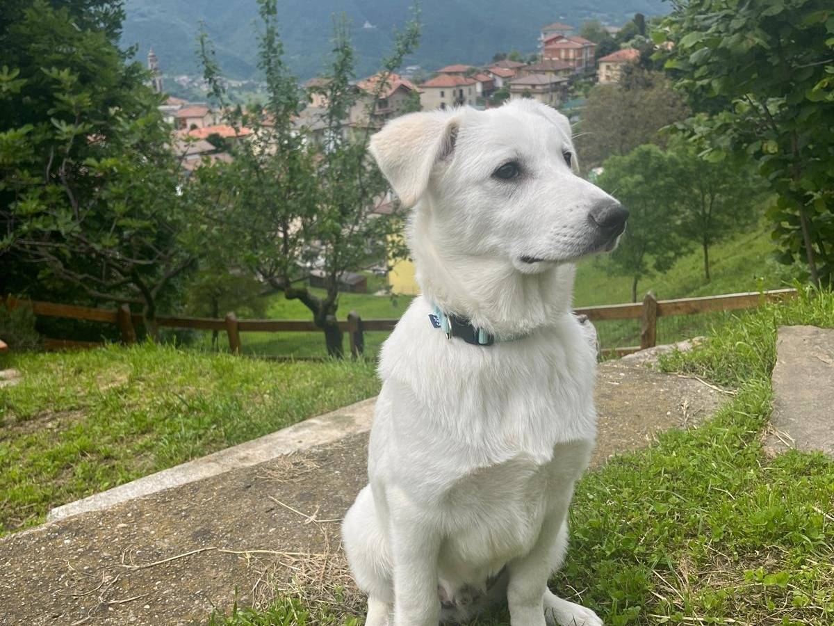 Vuoi adottare un cane a Bergamo?
