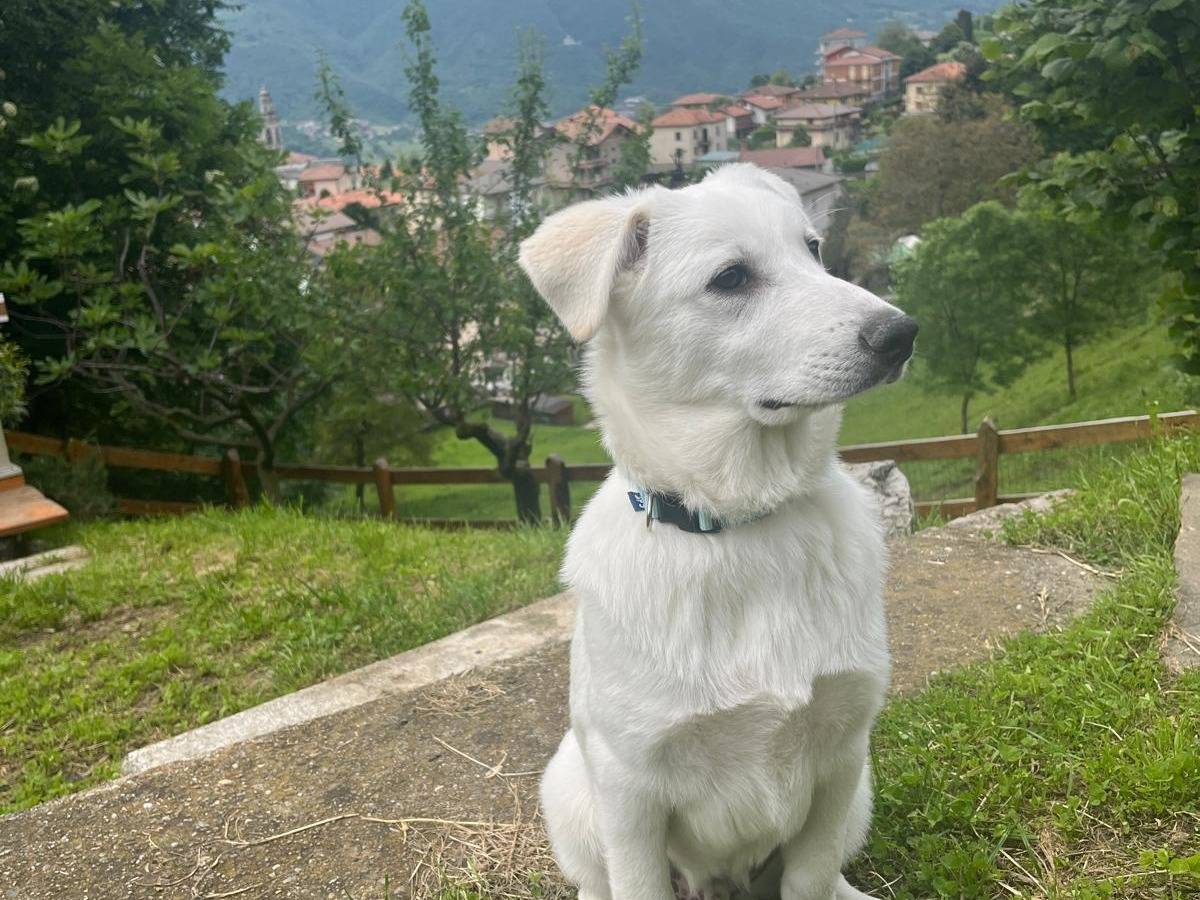 Adotta il cane VARENNE a Bergamo