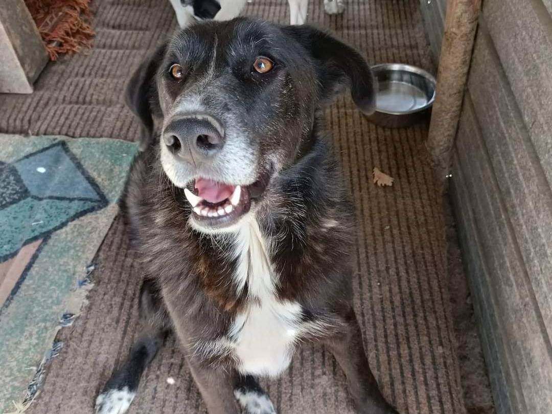 Adozione cane, maschio, meticcio, 4 anni  e 2 mesi , taglia grande, Potenza