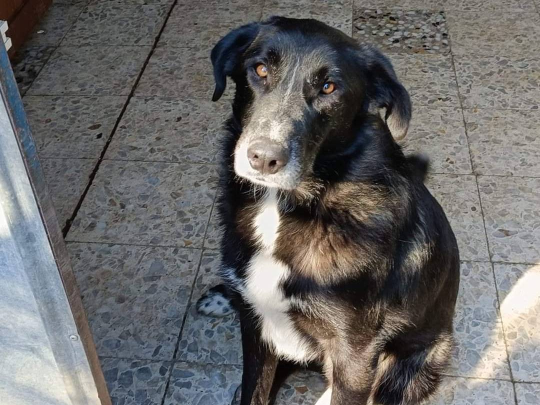 Adotta un cane, taglia grande, maschio, Potenza