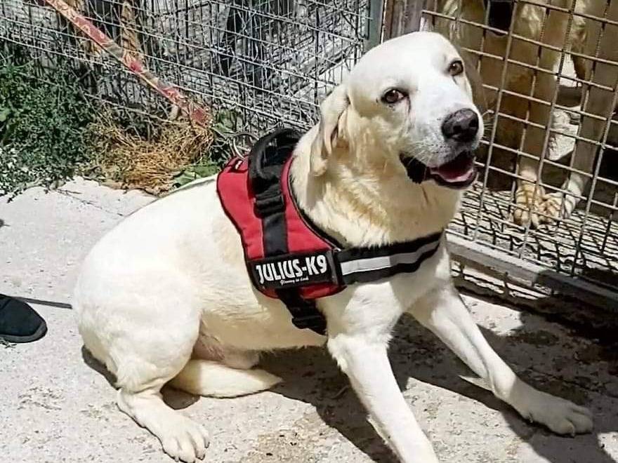 Adozione cane, maschio, meticcio, 5 anni  e 3 mesi , taglia grande, Potenza