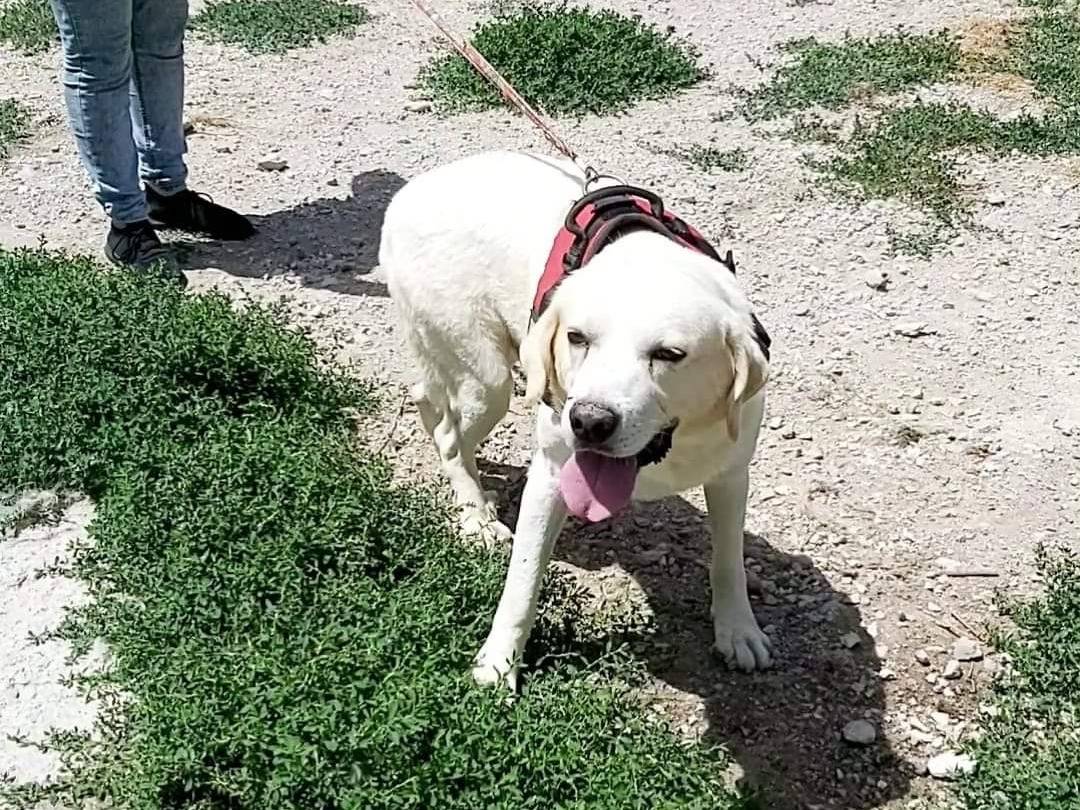 Adotta un cane, maschio, 5 anni  e 3 mesi , Potenza