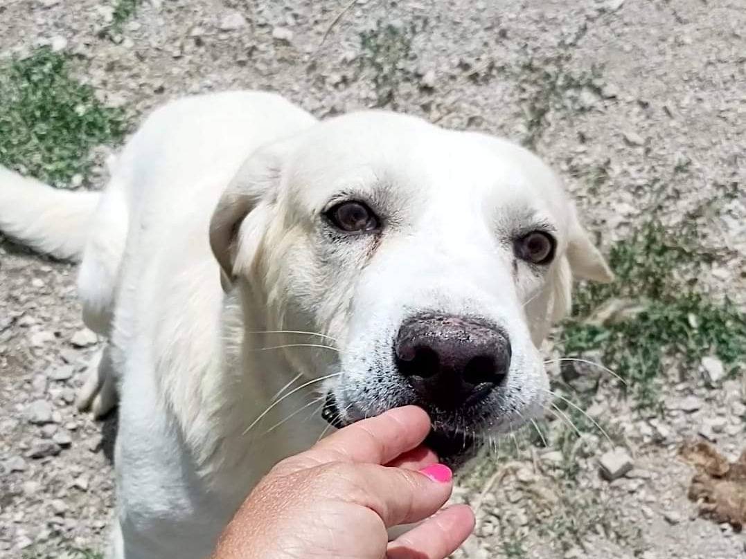 Adotta un cane, taglia grande, maschio, Potenza