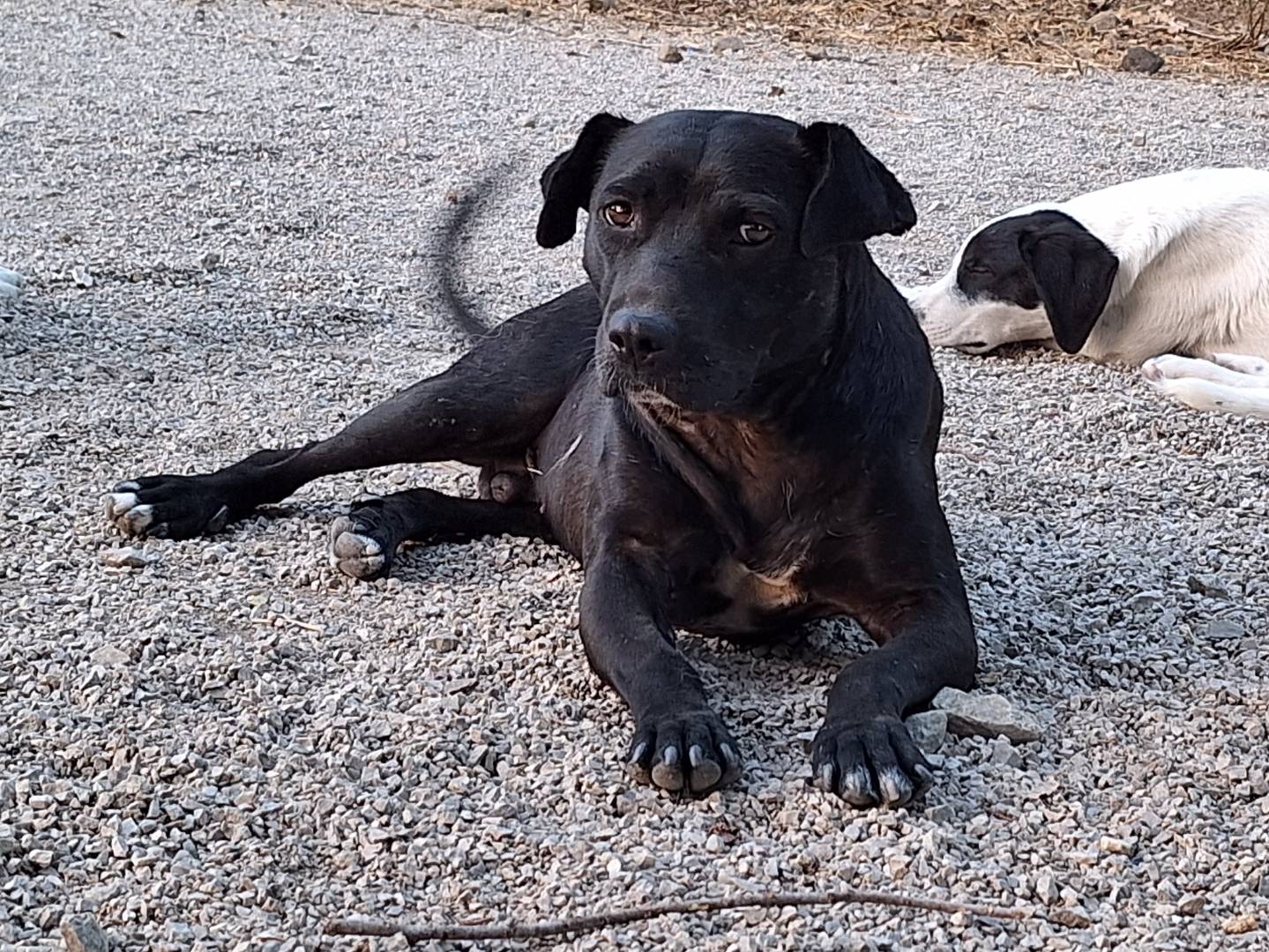 Adozione cane, maschio, meticcio, 2 anni  e 10 mesi , taglia media, Potenza