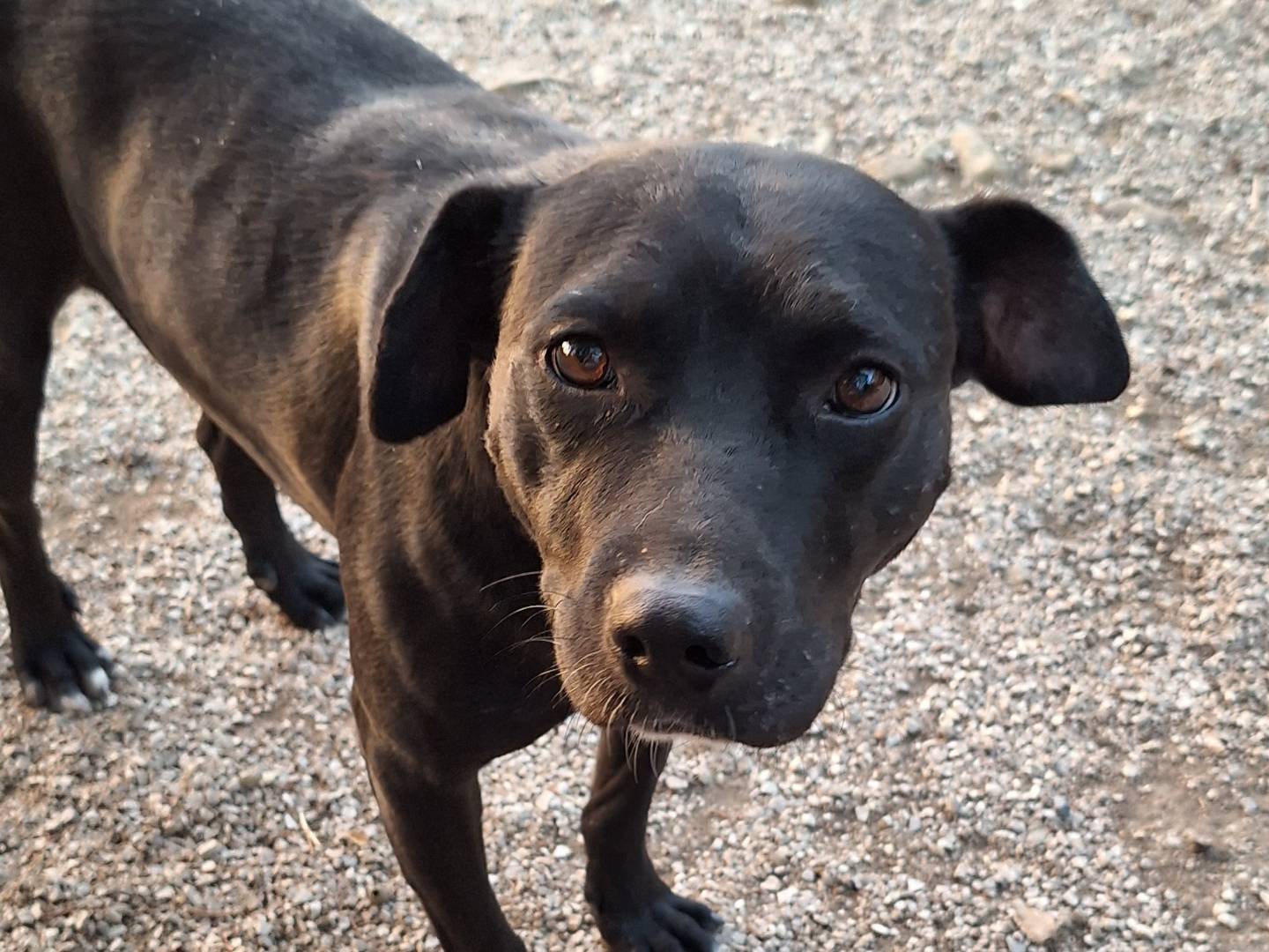 Adotta un cane, maschio, 3 anni  e 5 mesi , Potenza