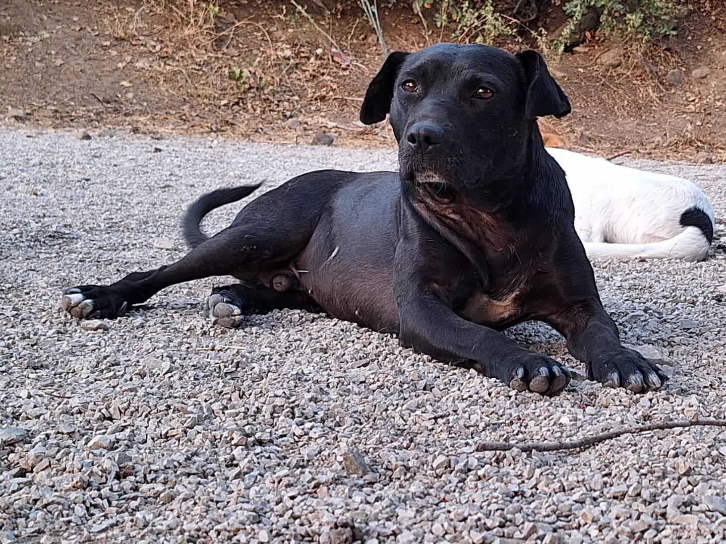 Adotta un cane, taglia media, maschio, Potenza