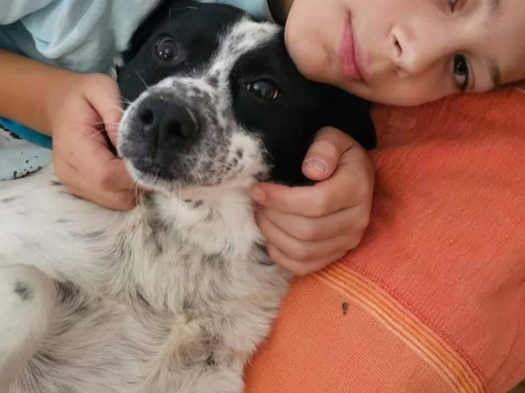 Adotta un cane, femmina, 6 anni  e 9 mesi , Potenza
