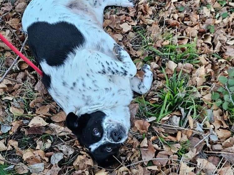 Foto dell'animale