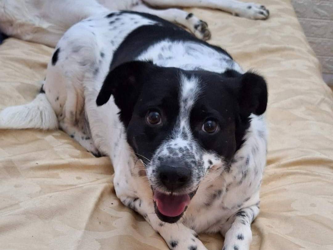 Adotta un cane, taglia media, femmina, Potenza