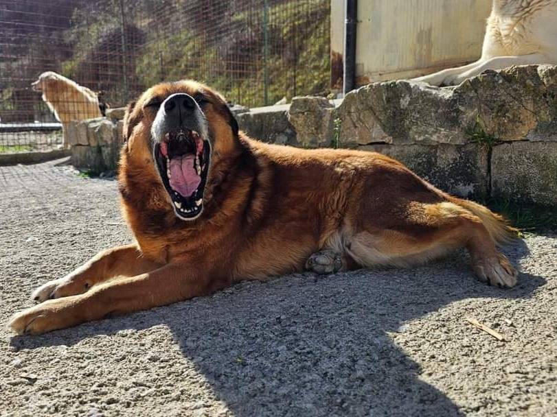Adotta un cane, maschio, 7 anni  e 10 mesi , Potenza