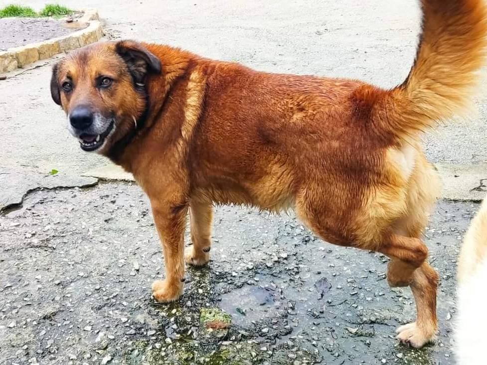 Adotta un cane, taglia grande, maschio, Potenza