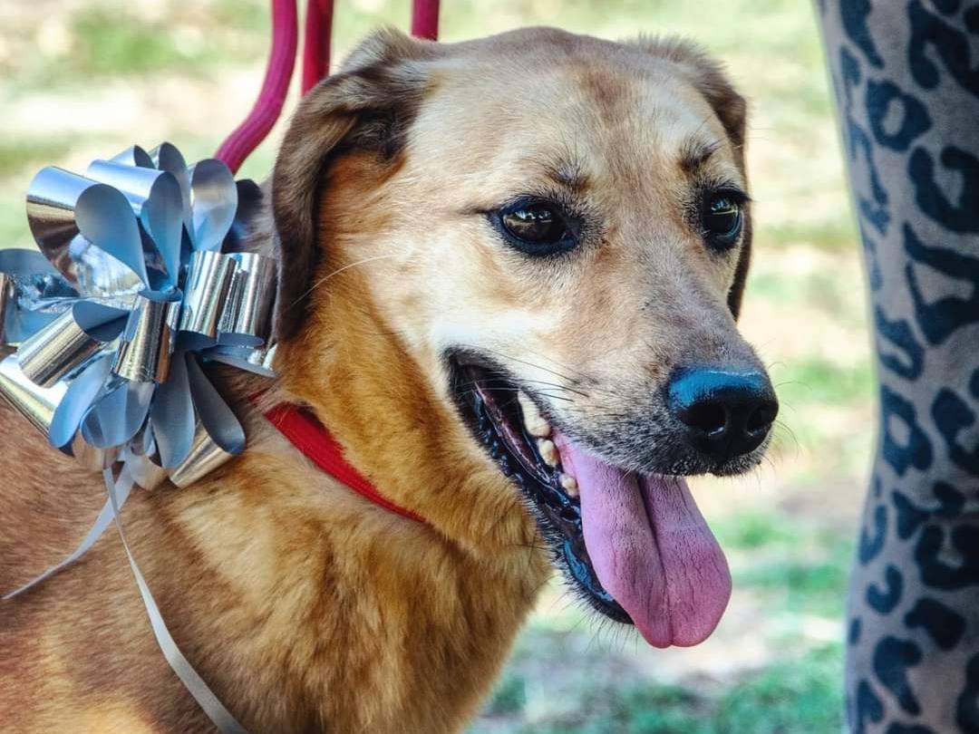Adotta un cane, femmina, 10 anni , Viterbo