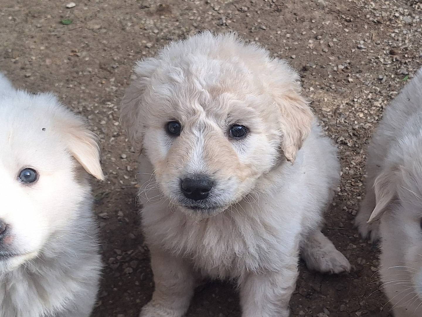 Adotta un cane, taglia grande, maschio, Potenza