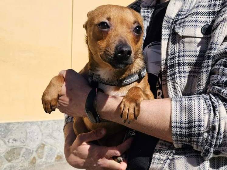 Adotta un cane, taglia piccola, maschio, Potenza