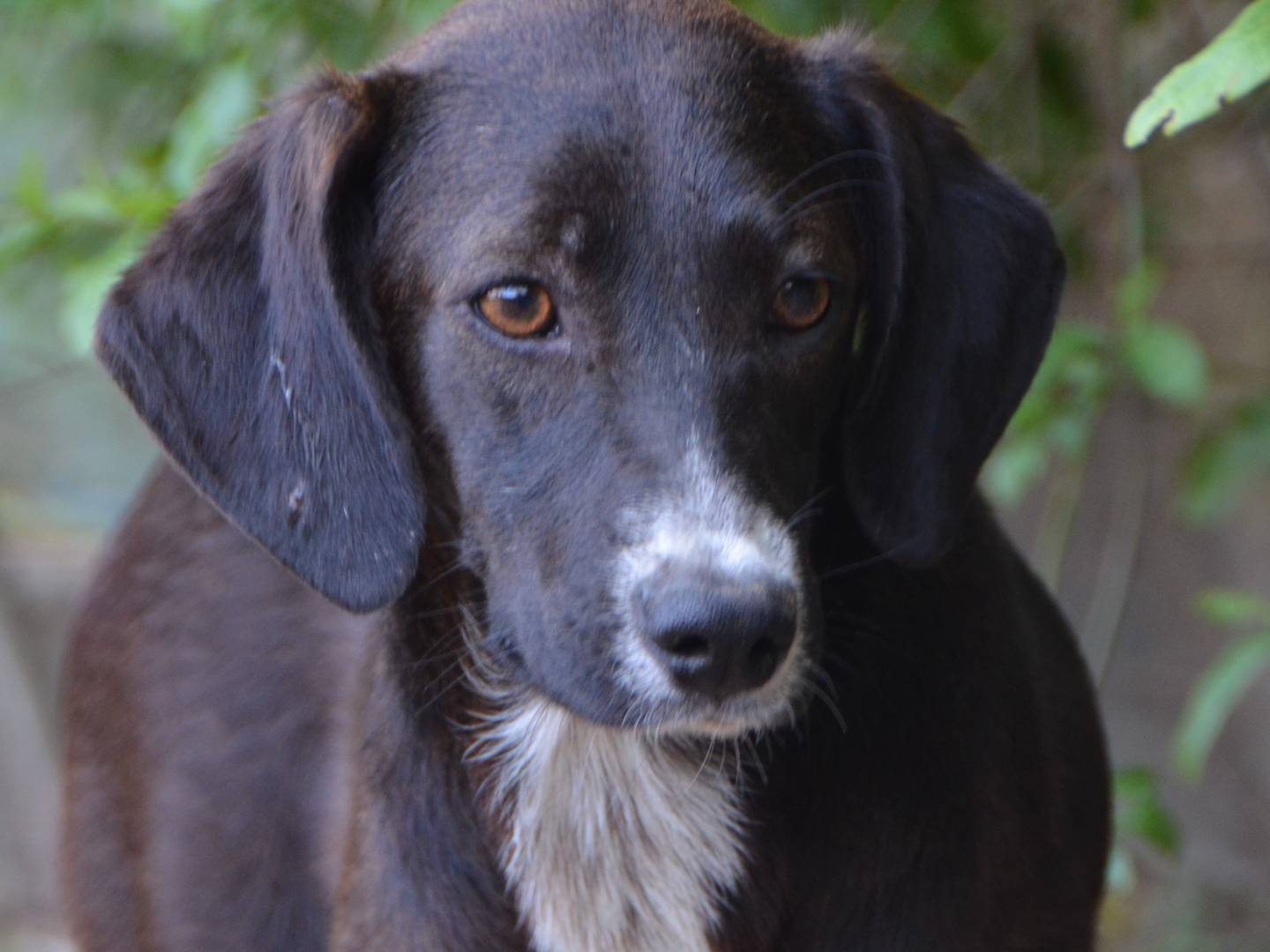 Adotta un cane, taglia media contenuta, femmina, Sud