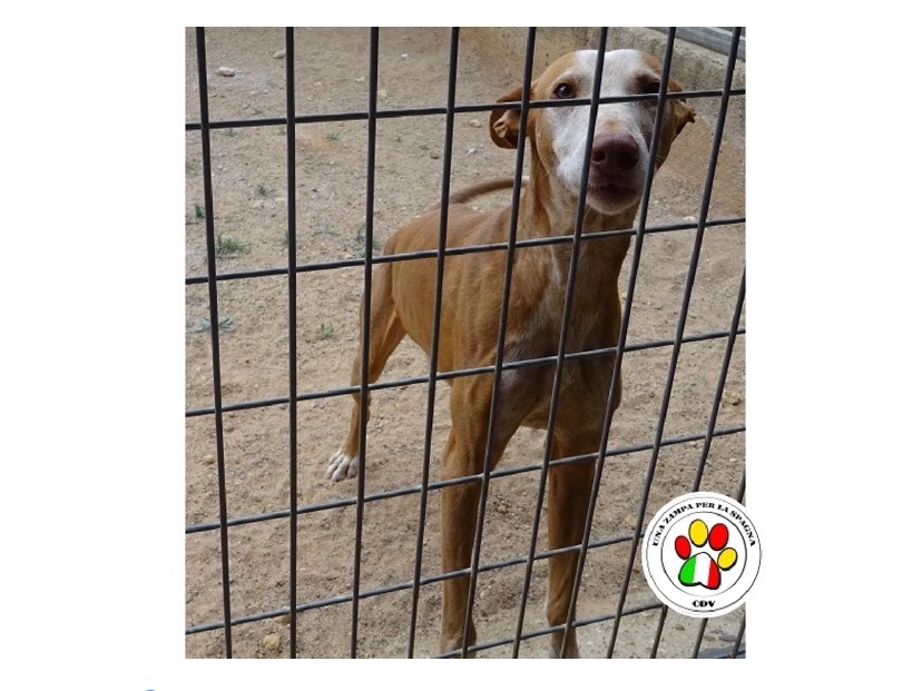 Adozione cane, maschio, meticcio, 8 anni e 4 mesi, taglia piccola, Milano