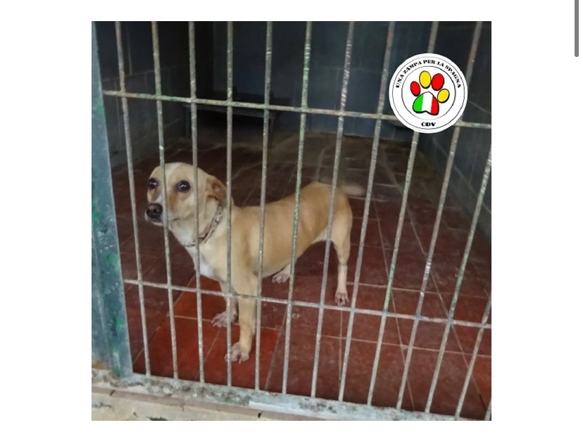 Adozione cane, femmina, meticcio, 6 anni e 4 mesi, taglia piccola, Milano