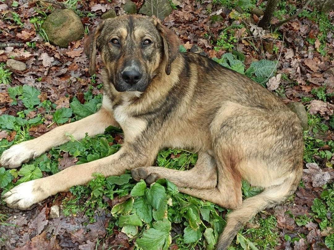 Adotta un cane, taglia gigante, maschio, Potenza