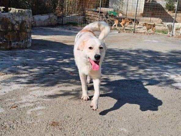 Adotta un cane, maschio, 3 anni  e 7 mesi , Potenza