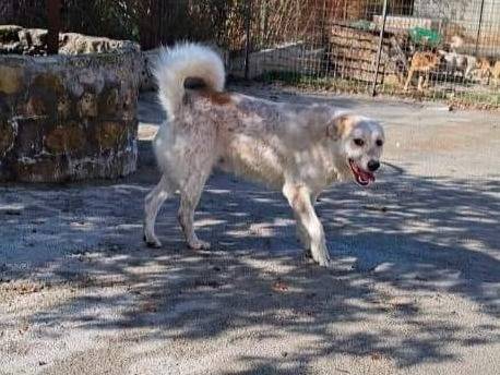 Vuoi adottare un cane a Potenza?