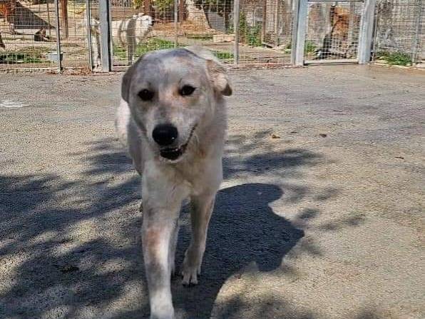 Foto 3 dell'animale