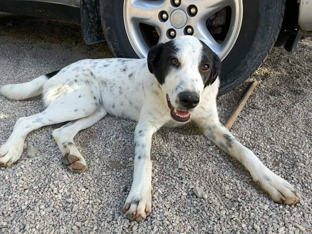 Adozione cane, femmina, meticcio, 3 anni , taglia media, Potenza