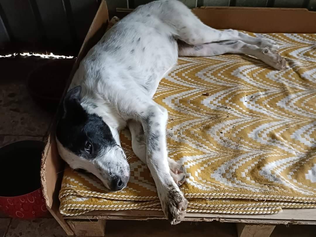 Adotta un cane, femmina, 3 anni , Potenza