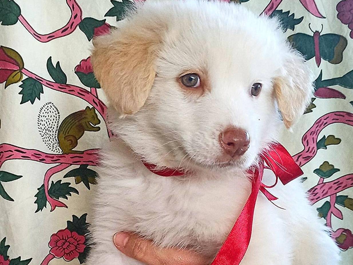 Adotta un cane, maschio, 1 anno e 6 mesi, Trapani