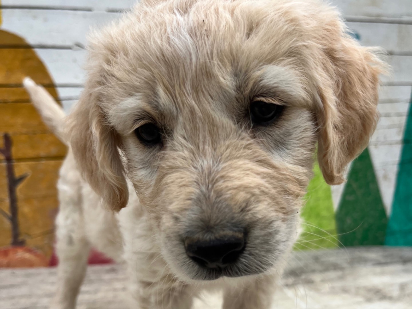 Adozione cane, femmina, Razza sconosciuta, 2 anni, taglia grande, Chieti