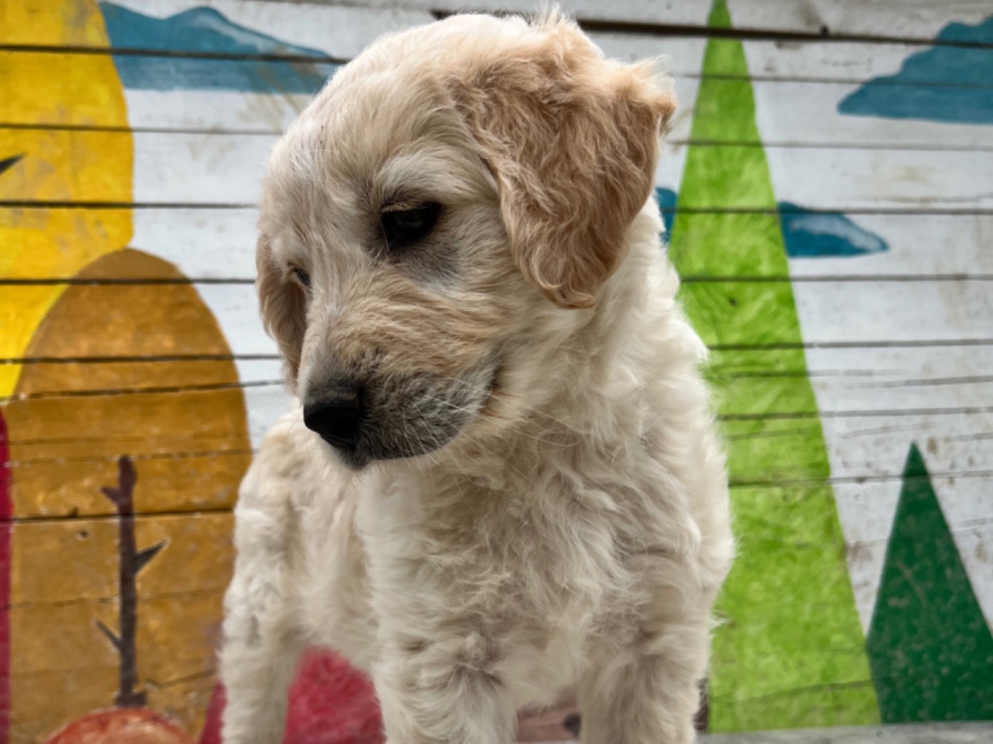 Adotta un cane, taglia grande, femmina, Chieti