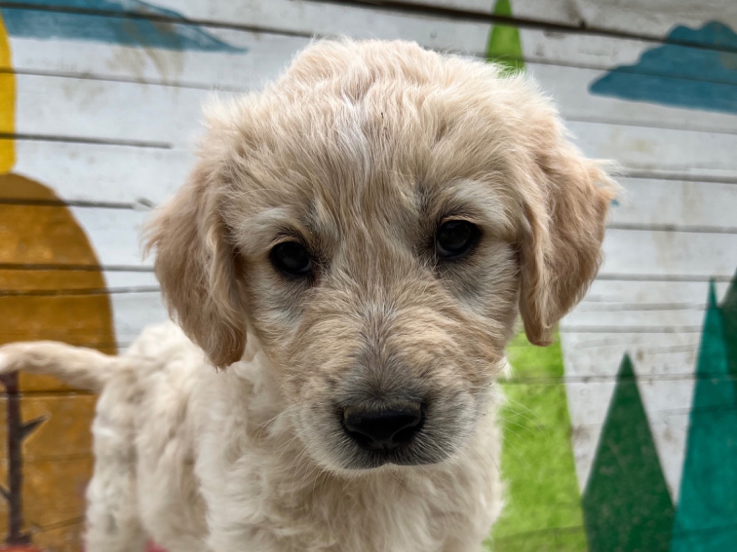 Vuoi adottare un cane a Chieti?